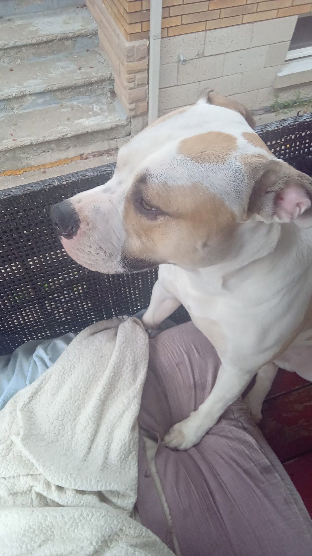 Found dog