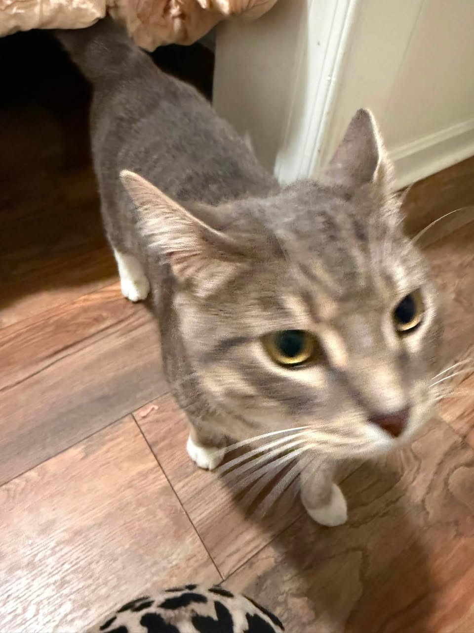Found cat