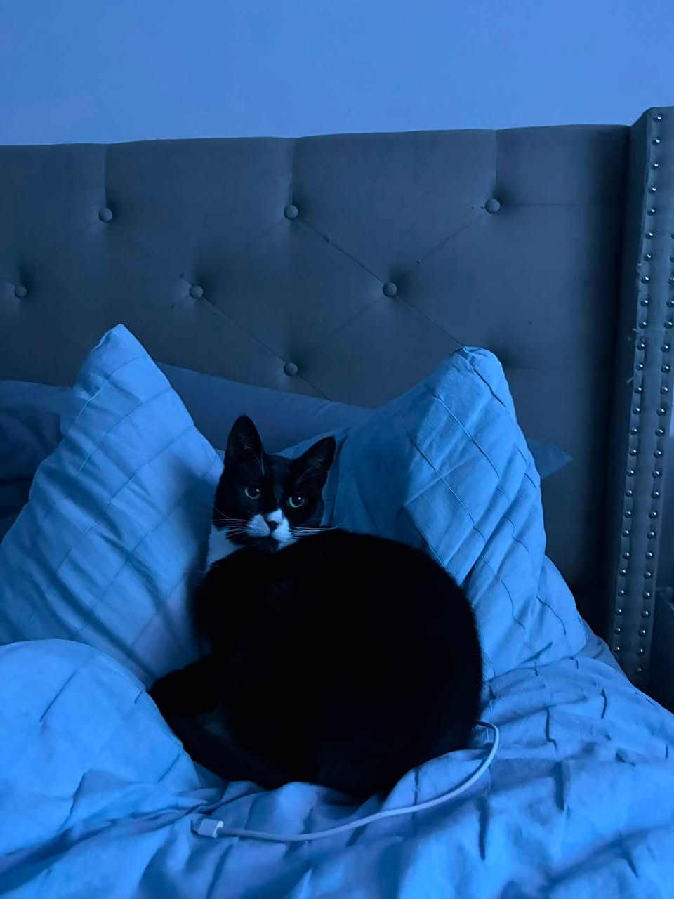 Lost cat