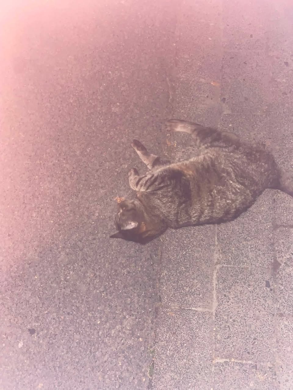 Found cat