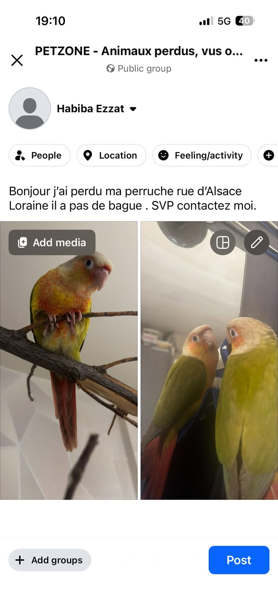 Lost Bird in Choisy-Le-Roi