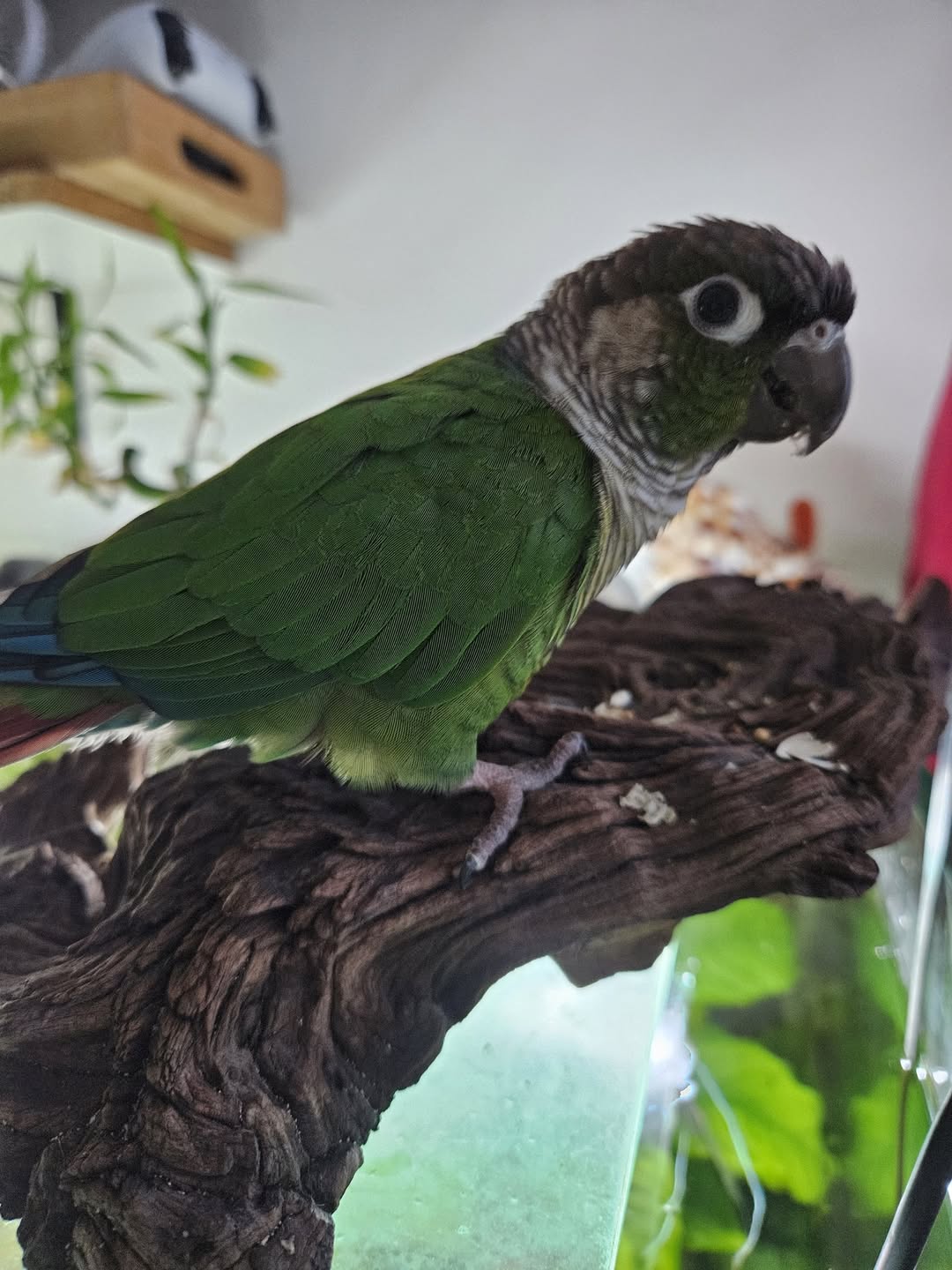 Lost Bird in Cannes