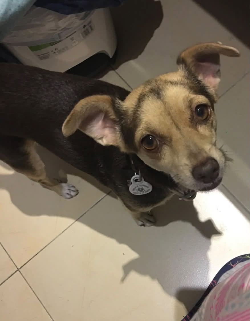 Lost Dog in Bargas