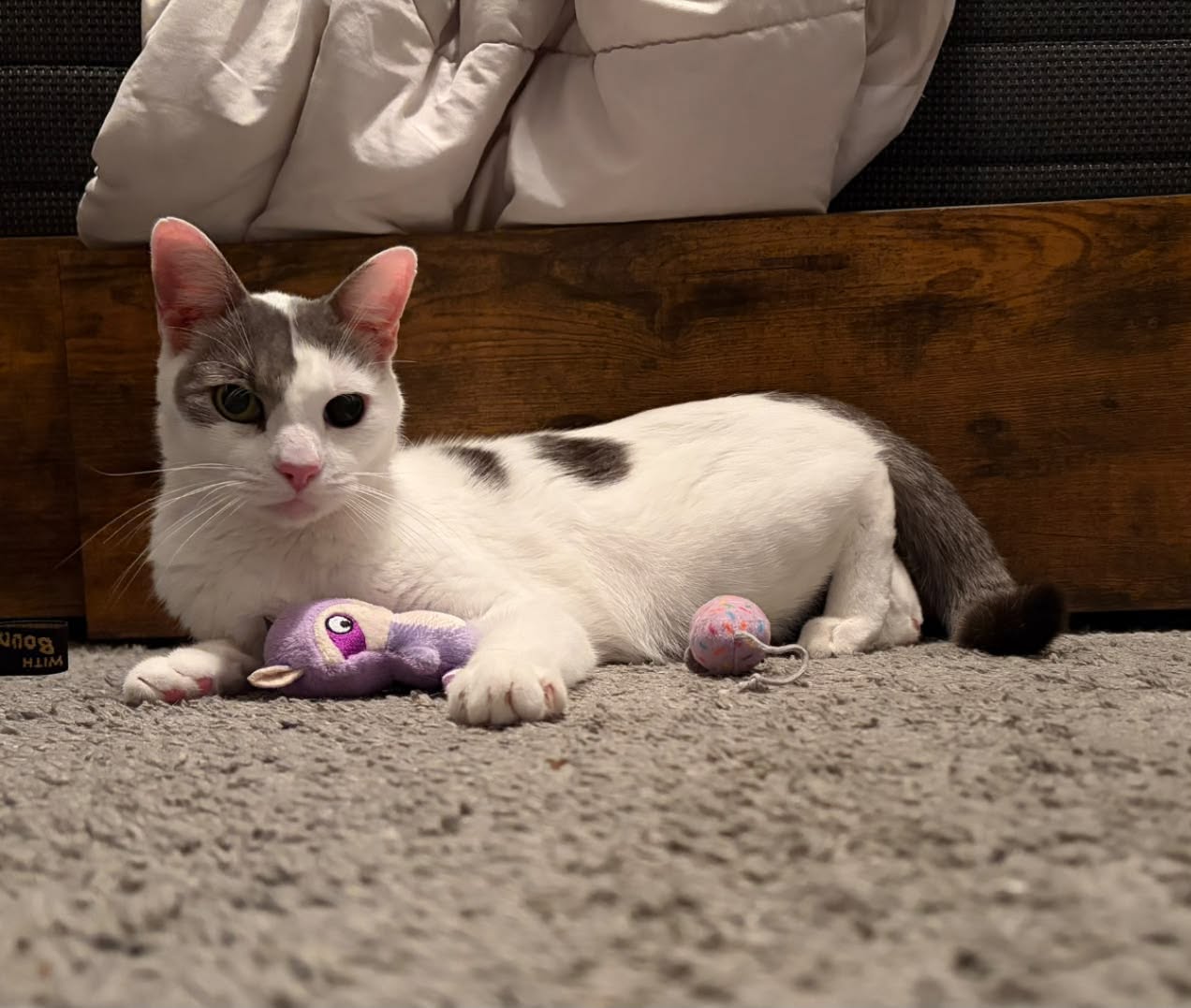 Lost Cat in Pearland