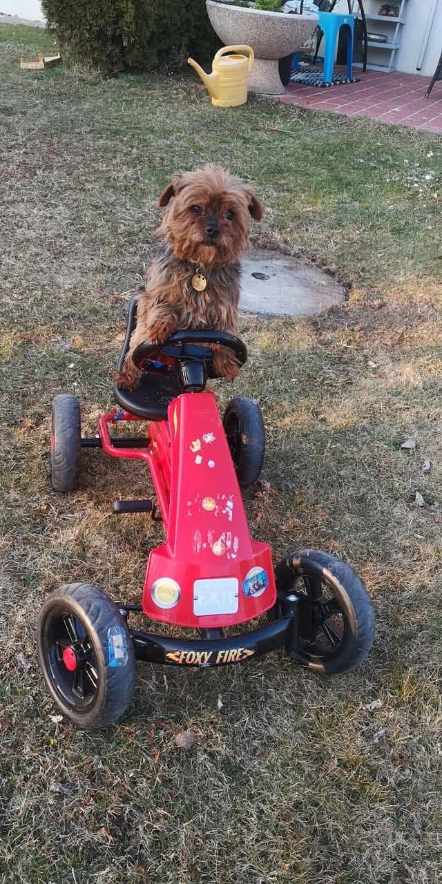Lost dog