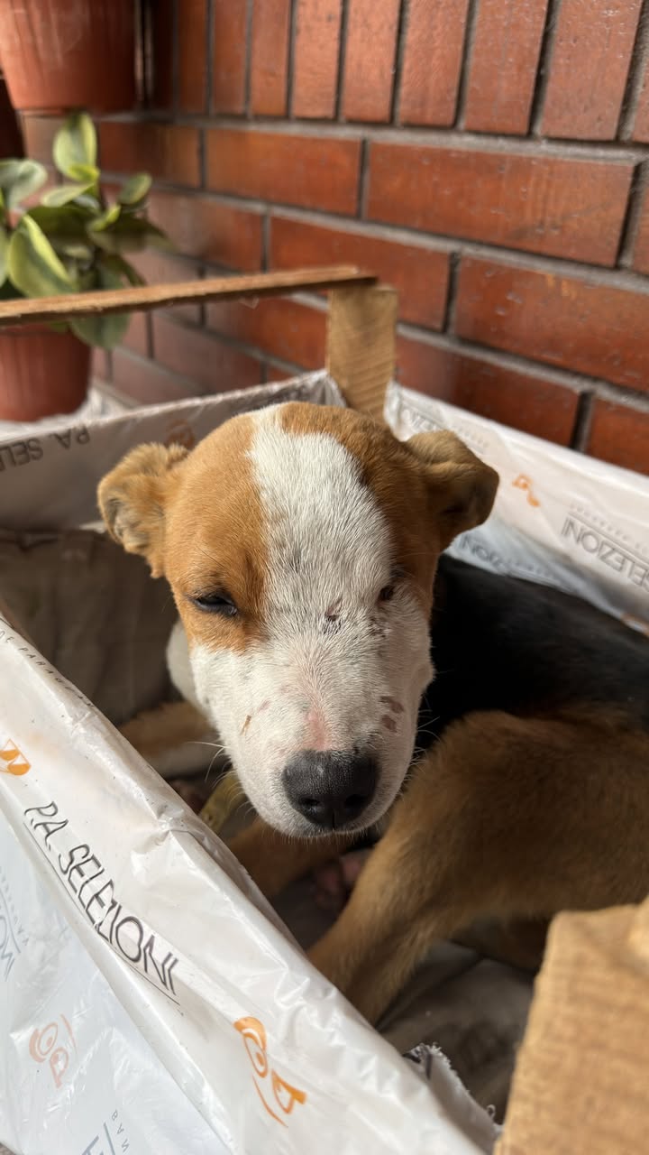 Found Dog in Avellaneda