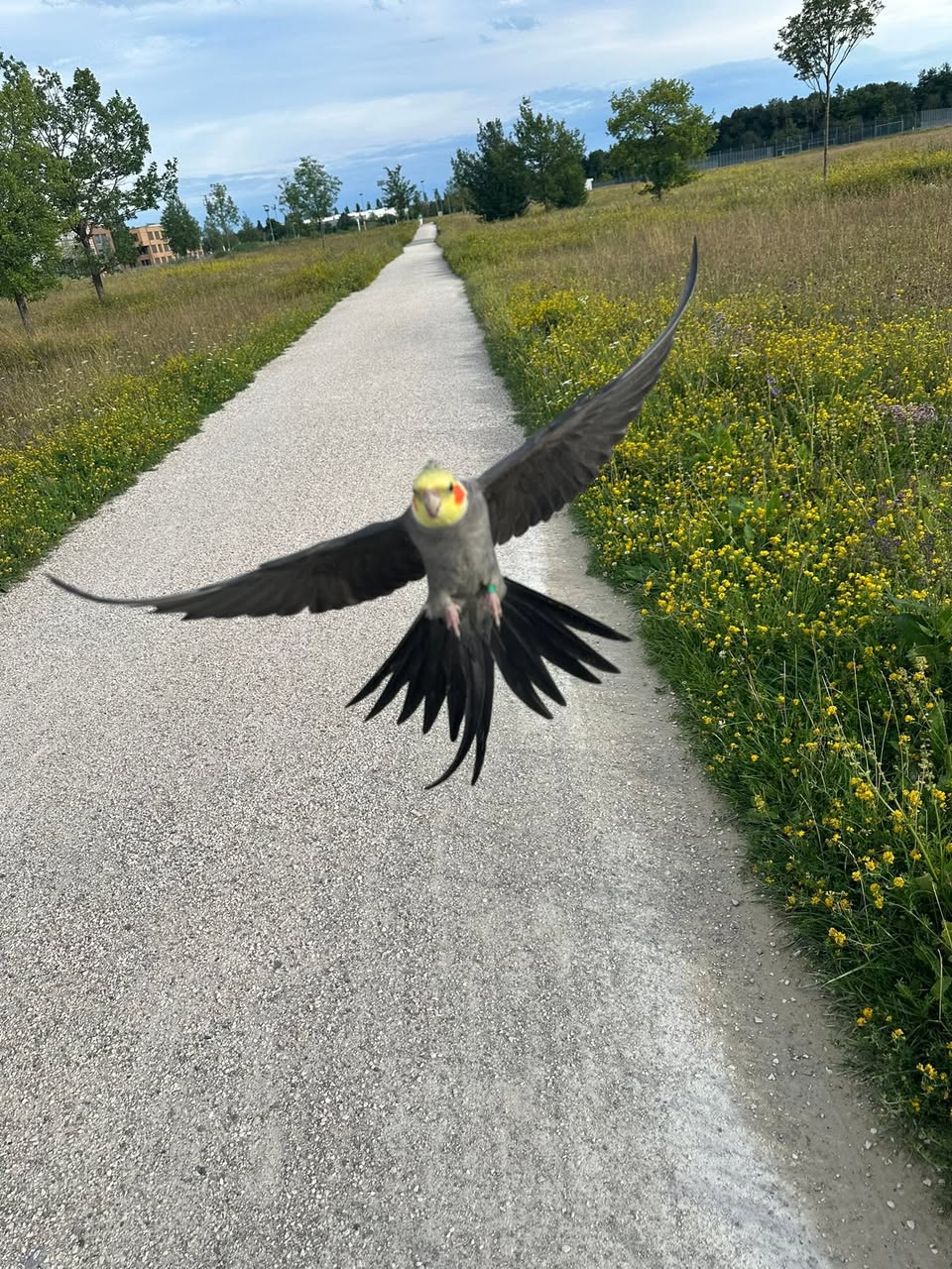 Lost Bird in Munich