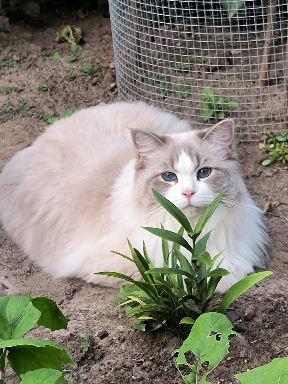 Lost cat