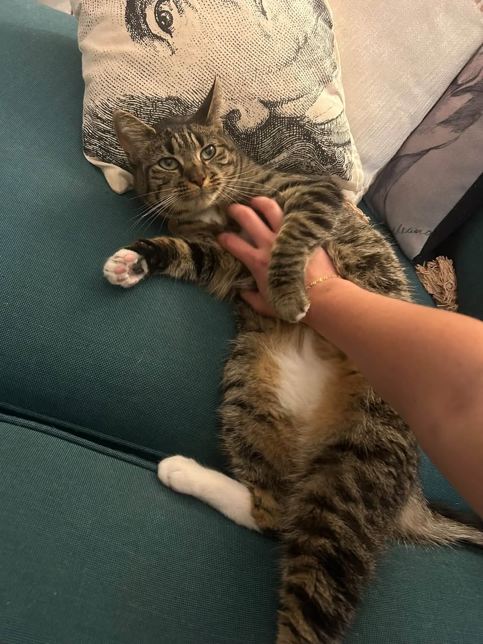 Lost cat