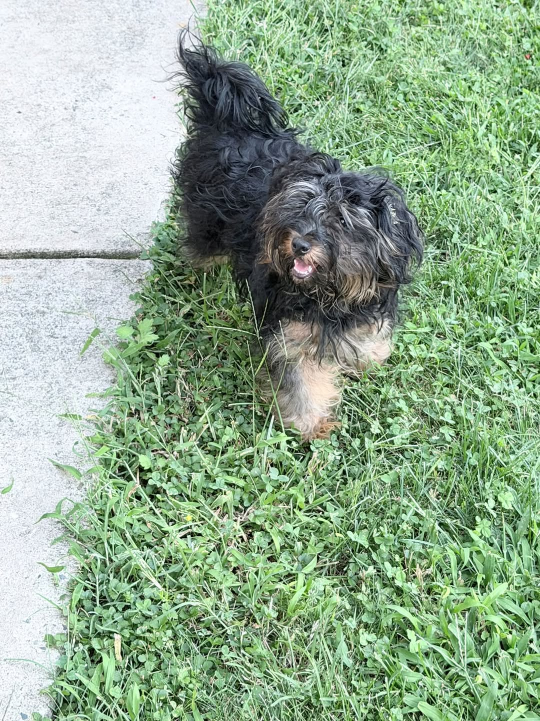 Found dog
