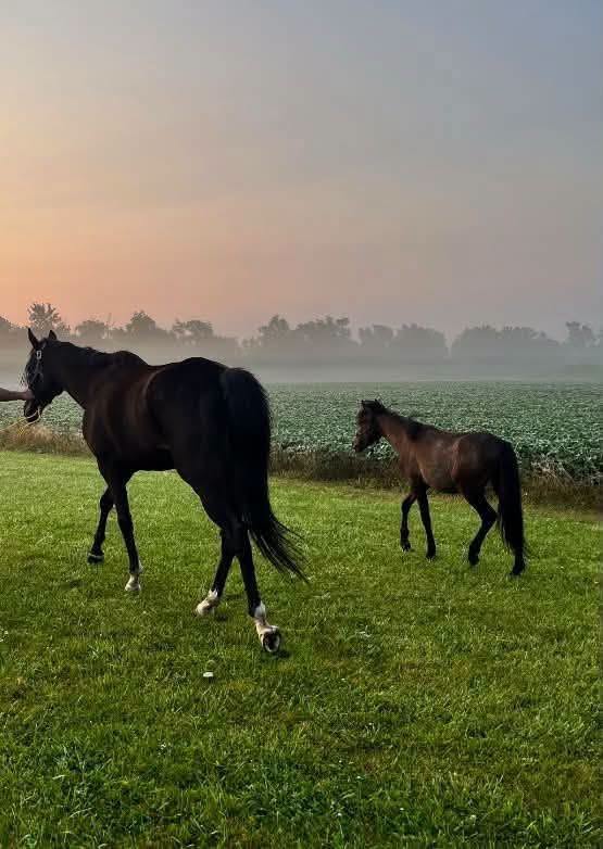 Found horse