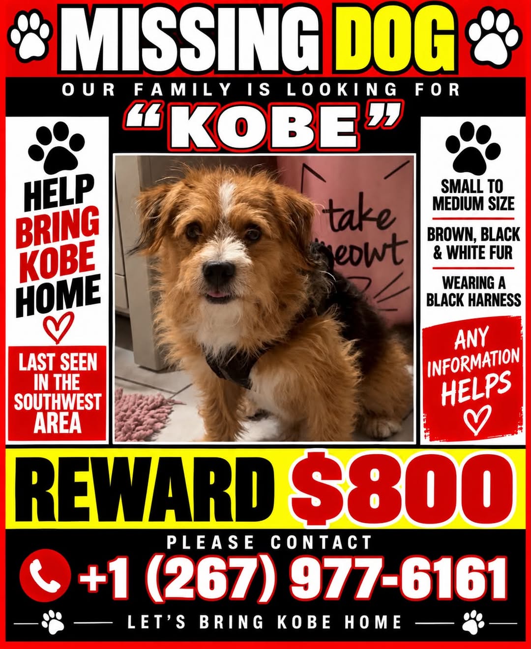 Lost dog