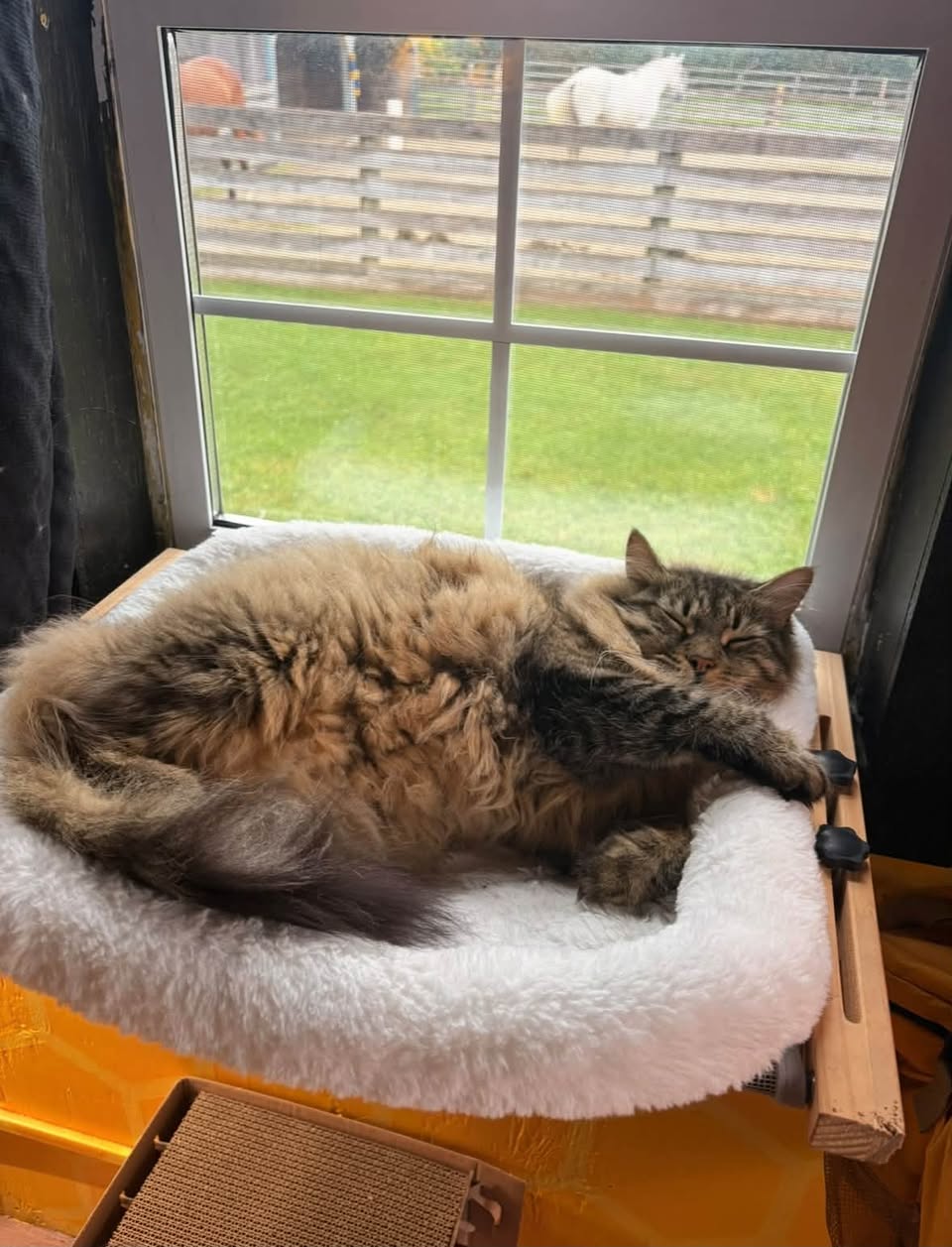 Lost Cat in Alma