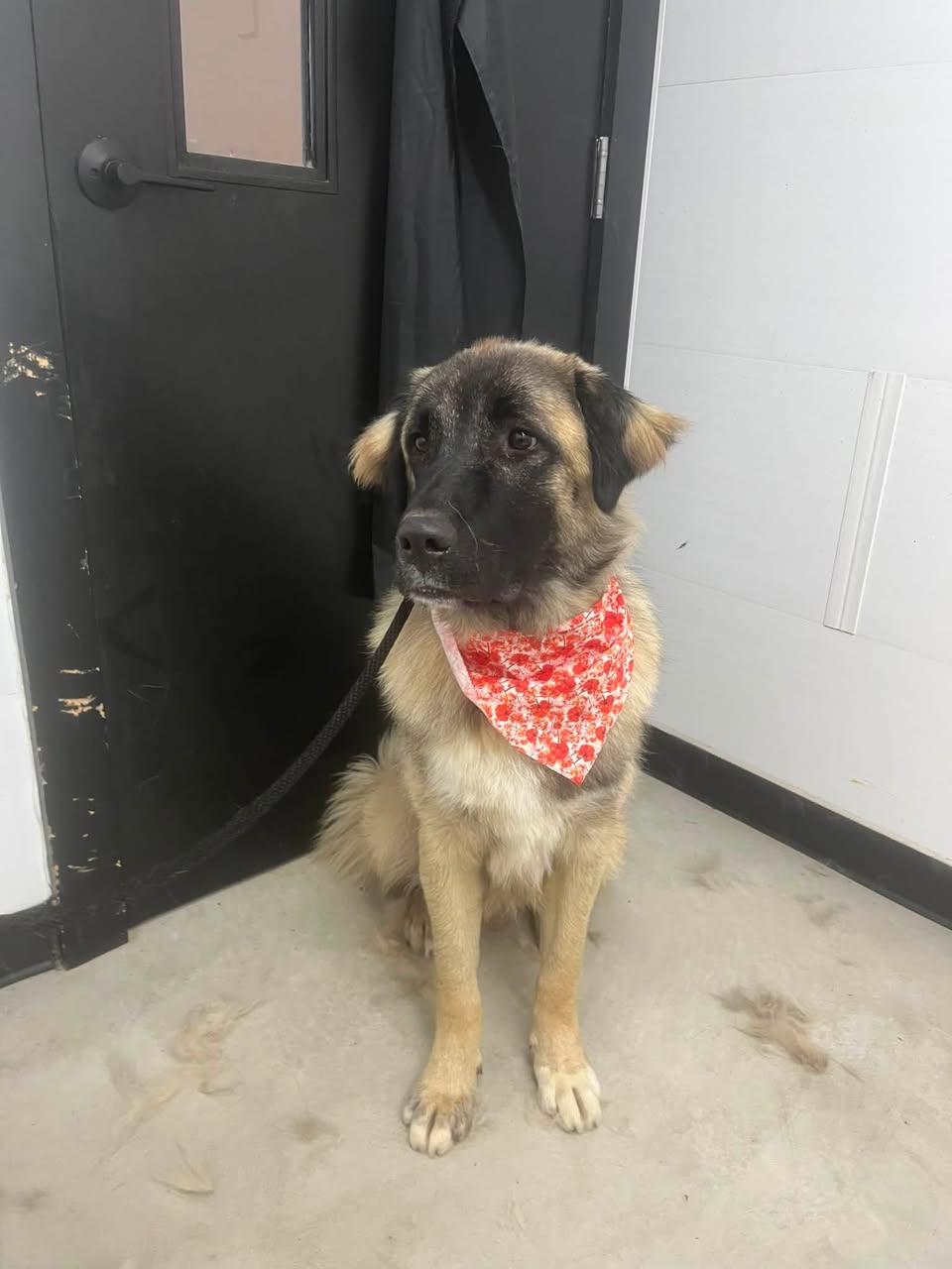 Found dog