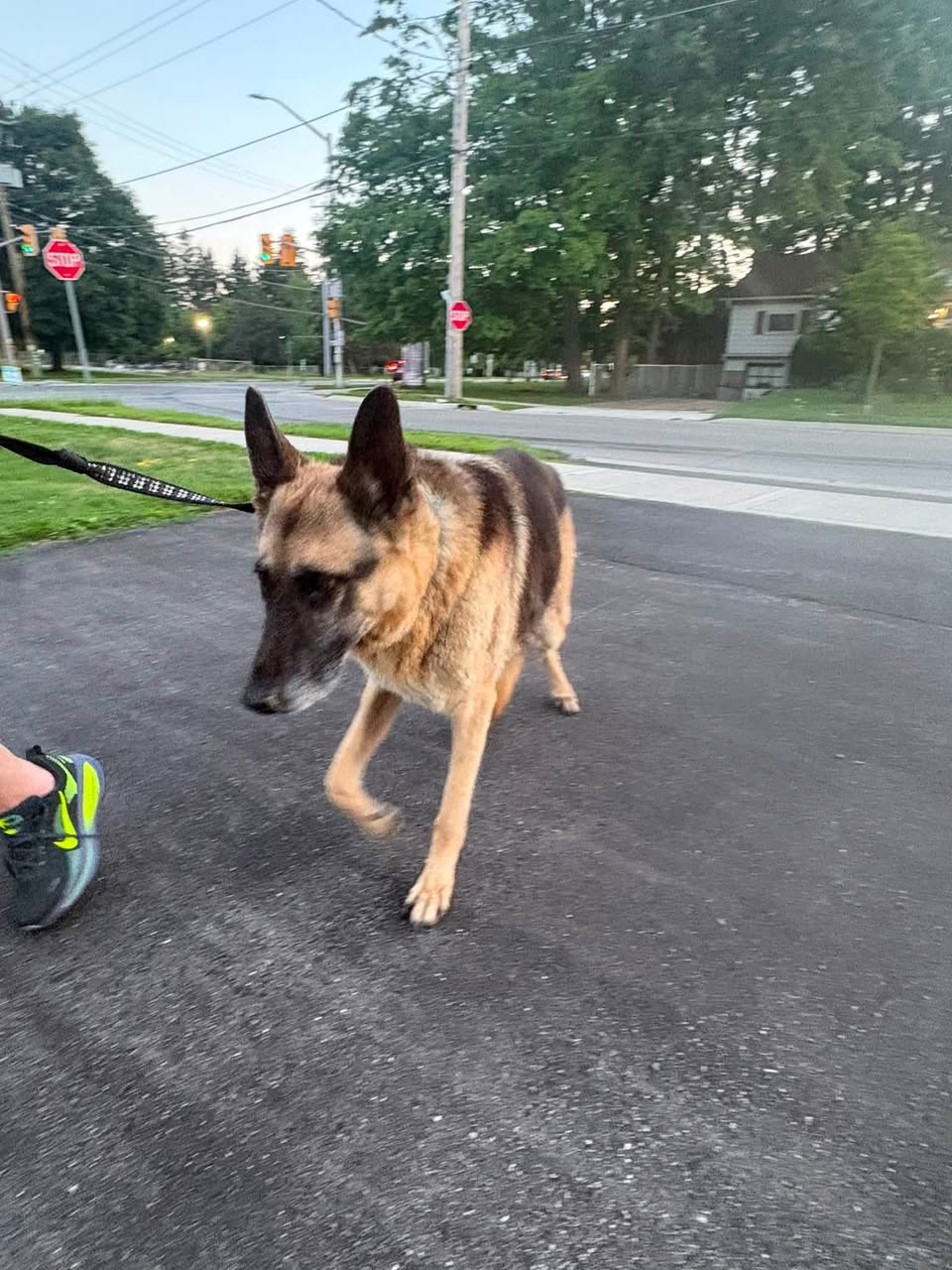 Found dog