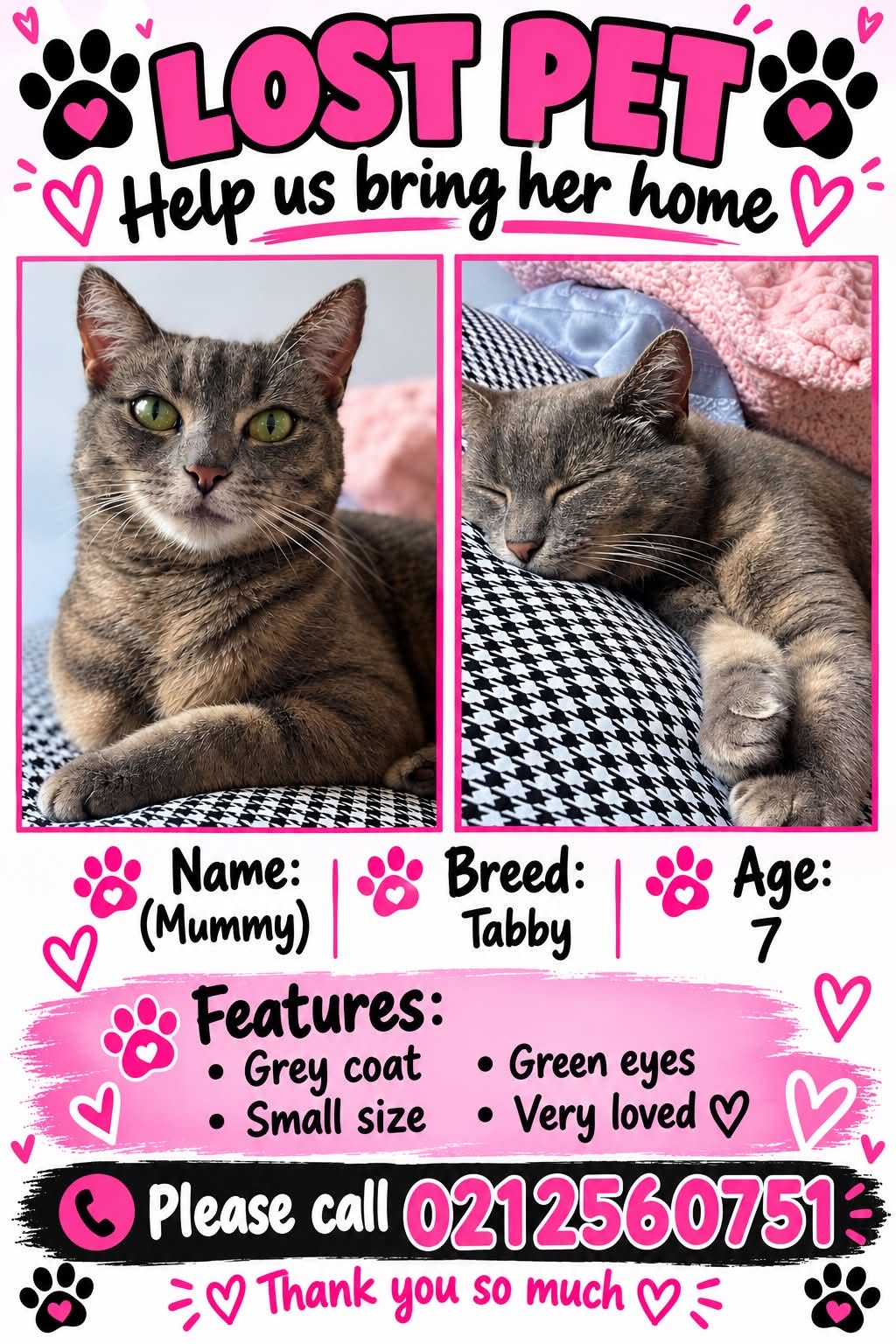 Lost Cat in Auckland
