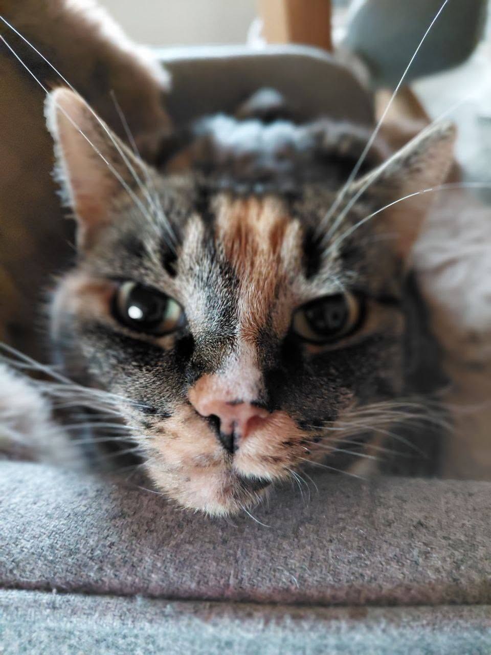 Lost Cat in GöTtingen