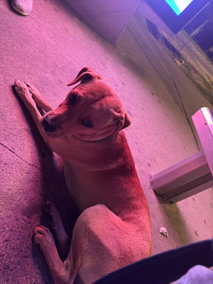 Found dog