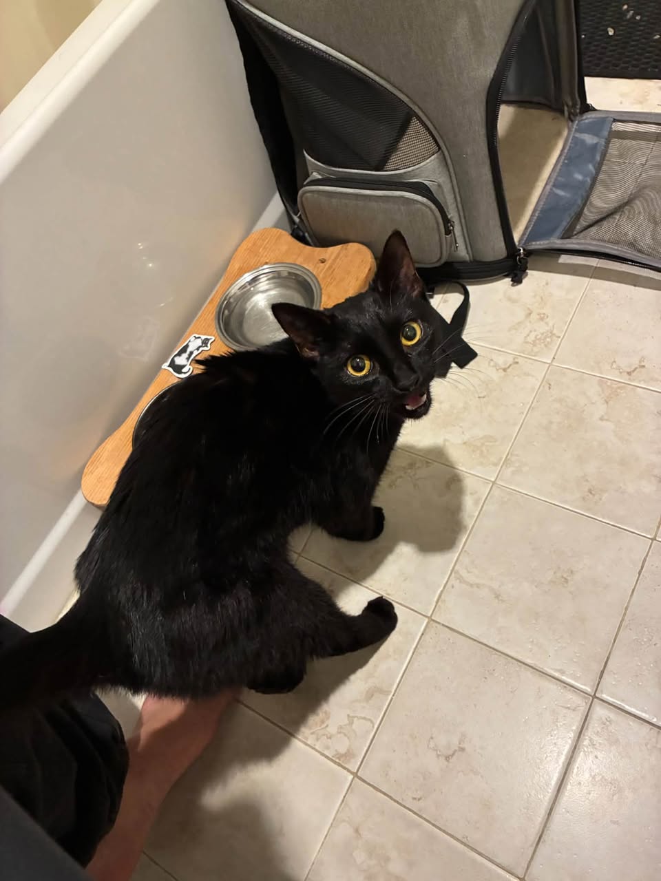 Found cat