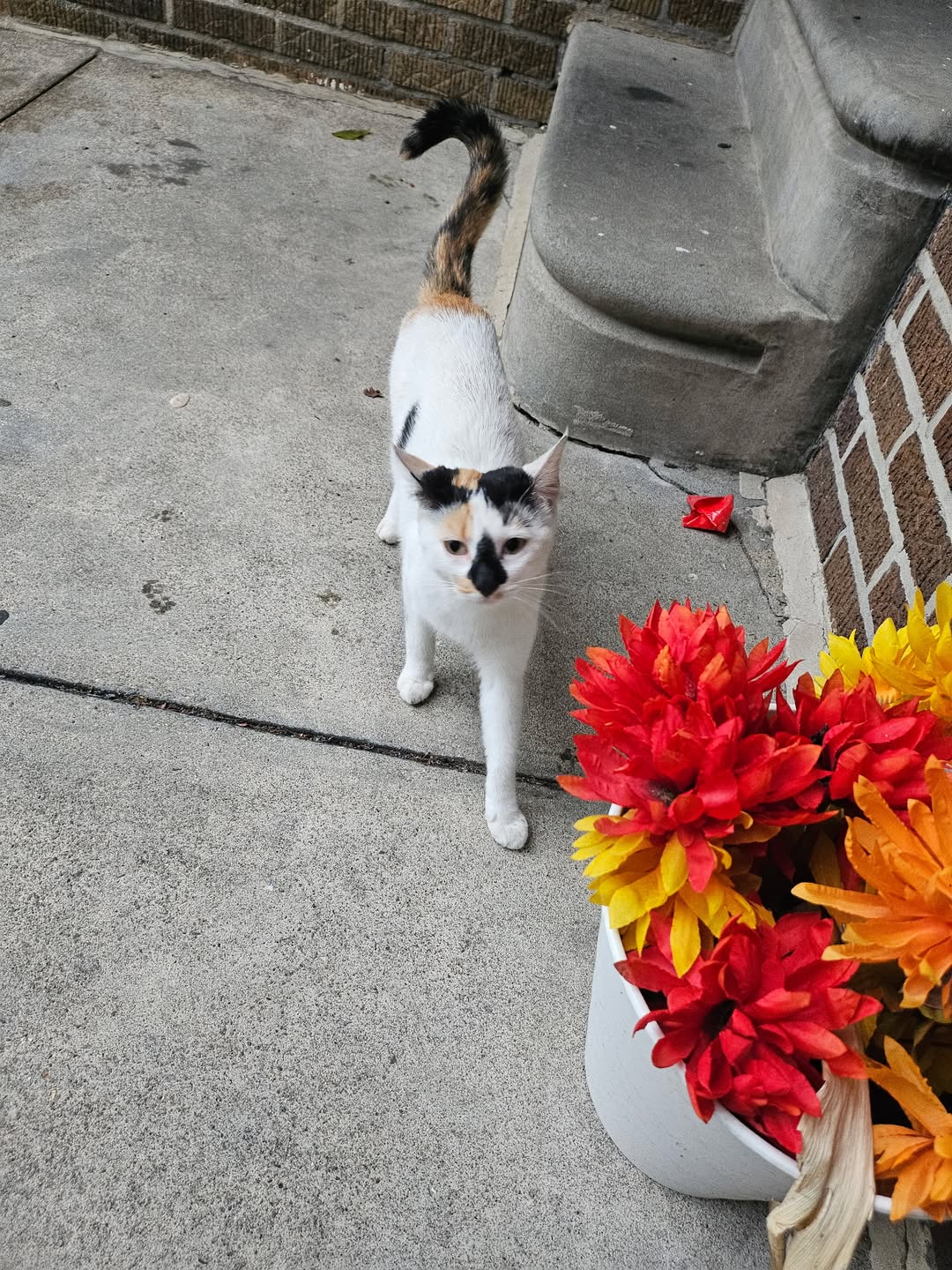 Found cat