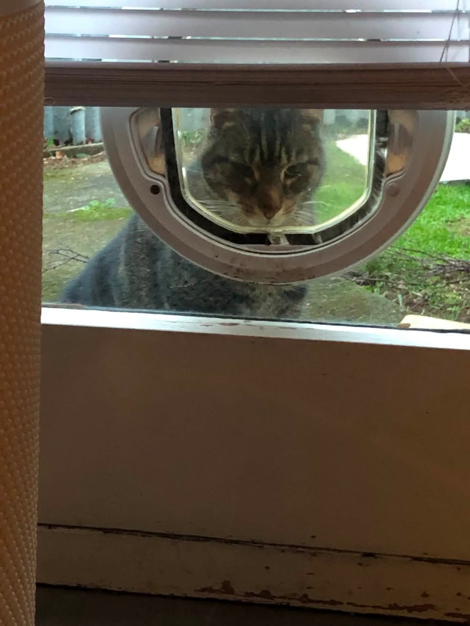 Found cat