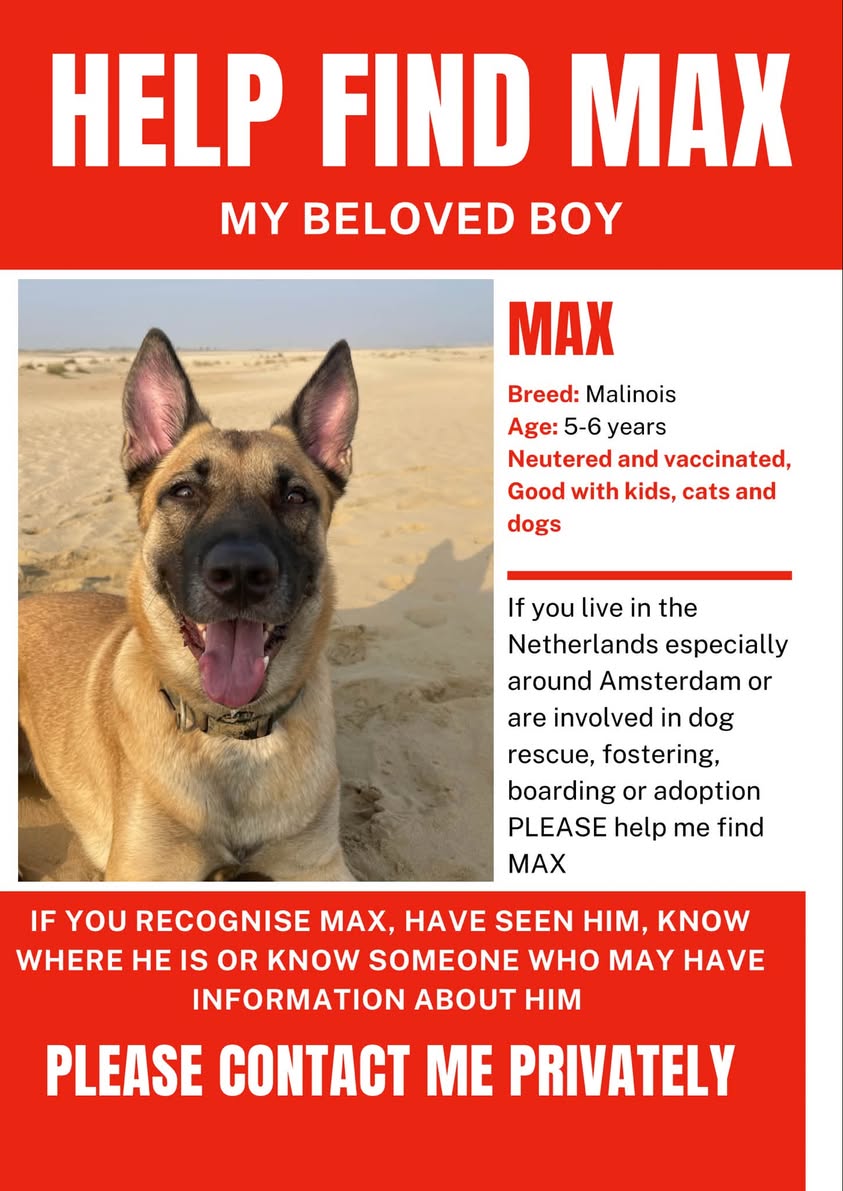 Lost Dog in Amsterdam