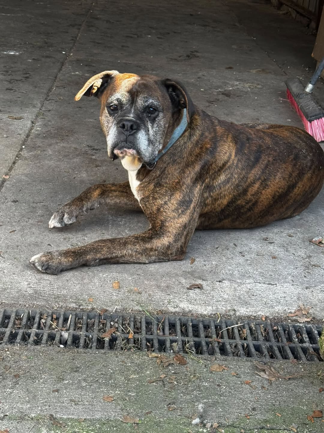 Lost Dog in Victoria