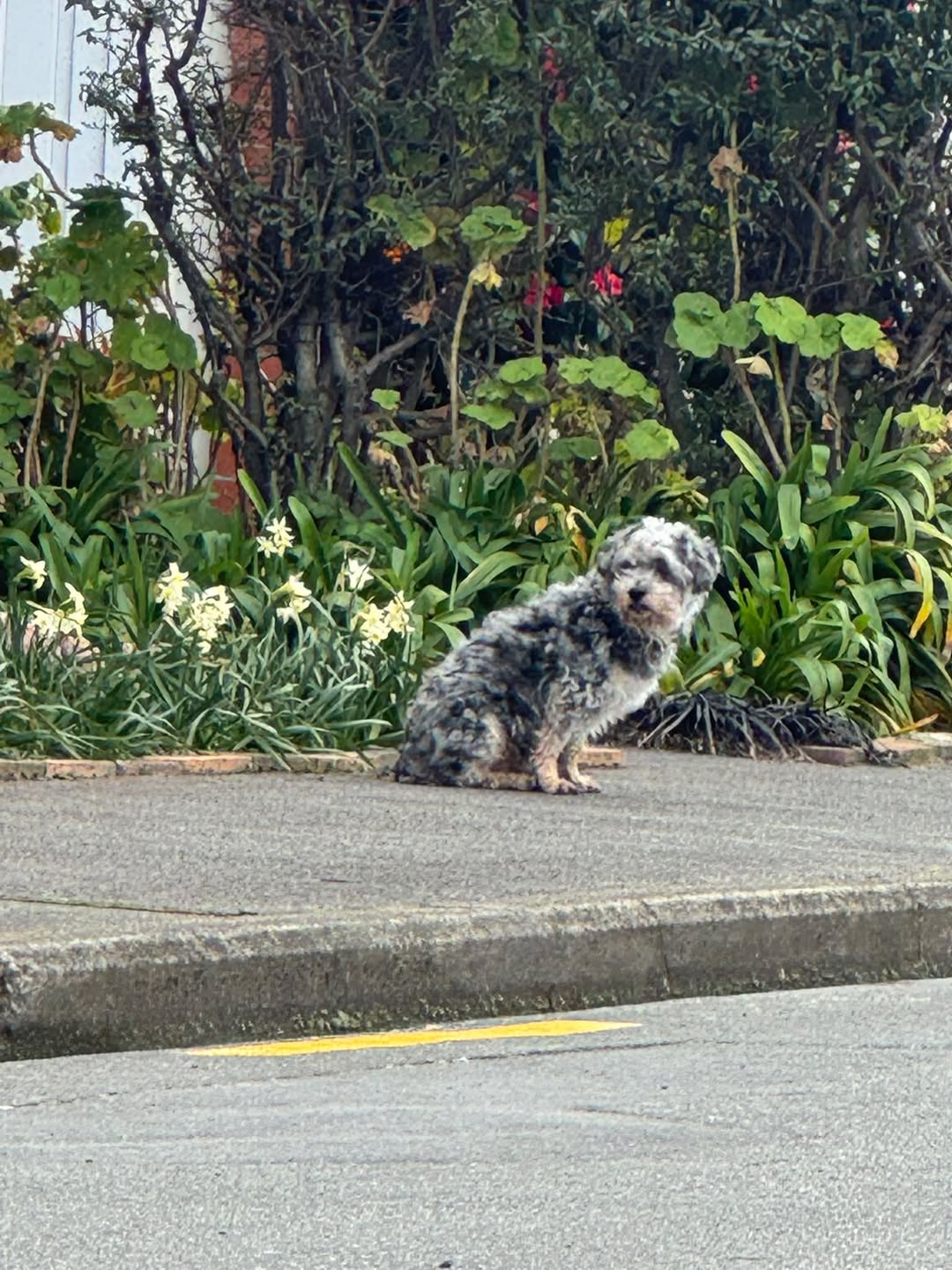 Found dog