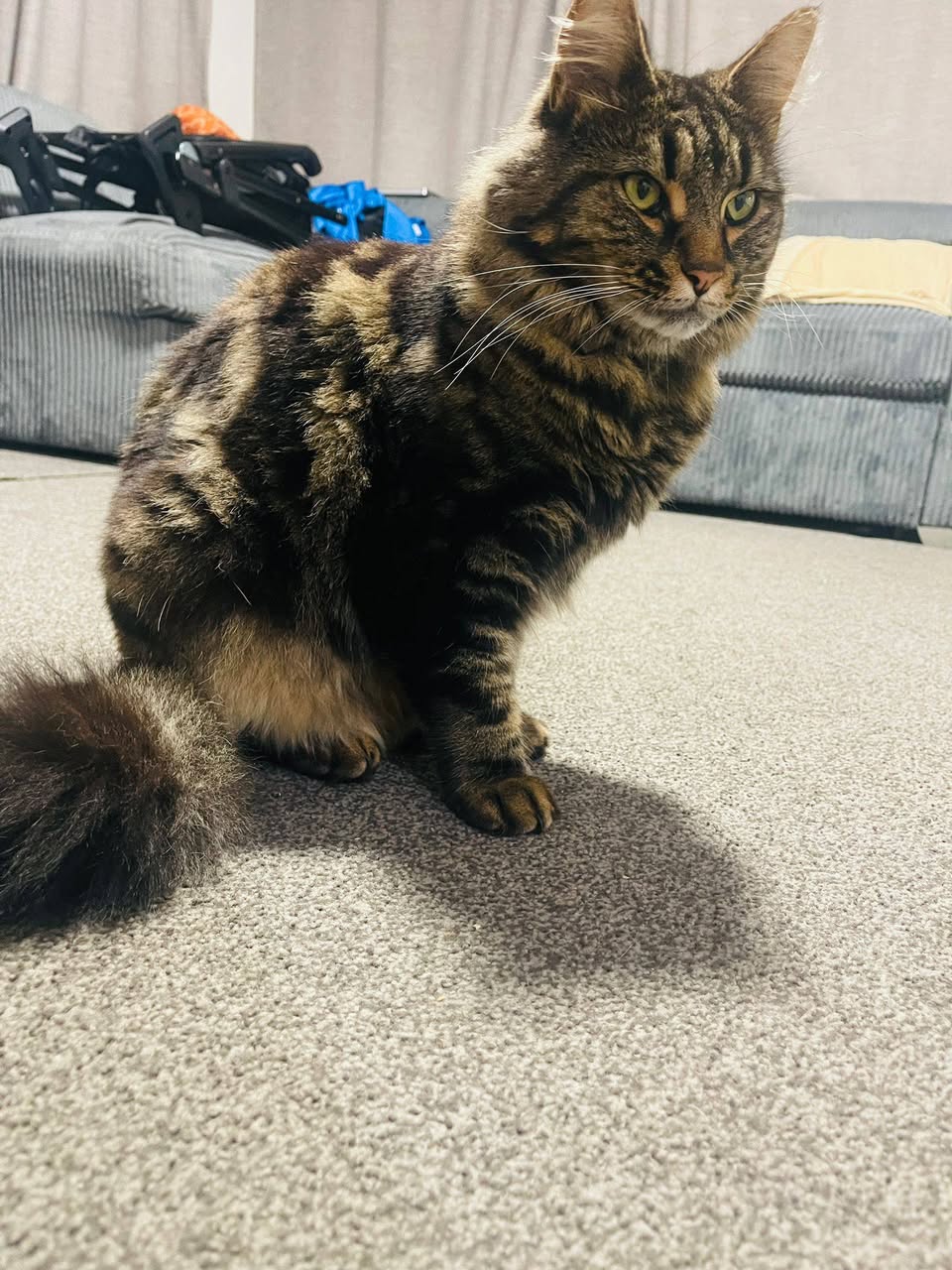 Lost cat