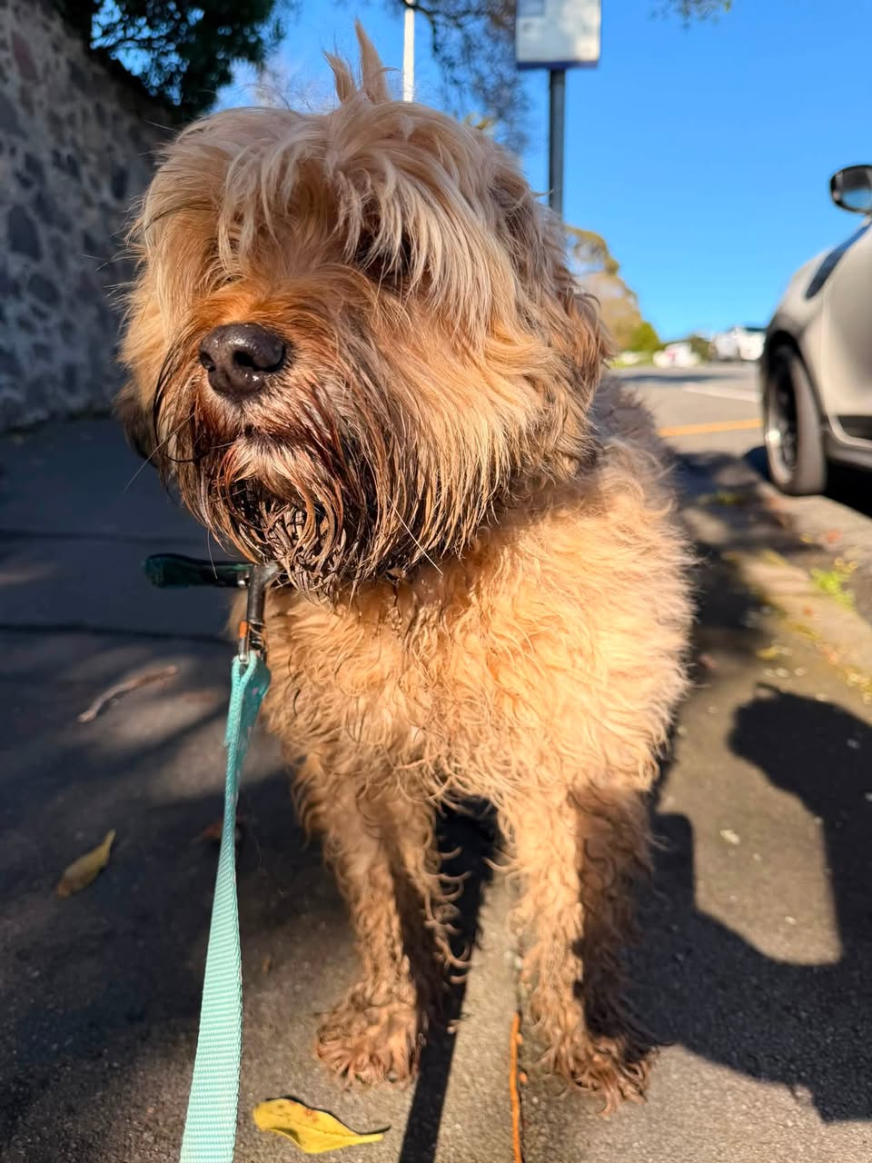 Found dog