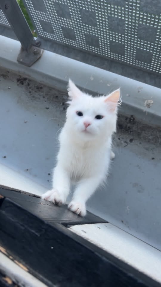 Found cat