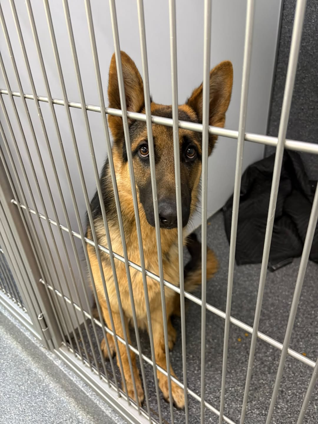 Found dog