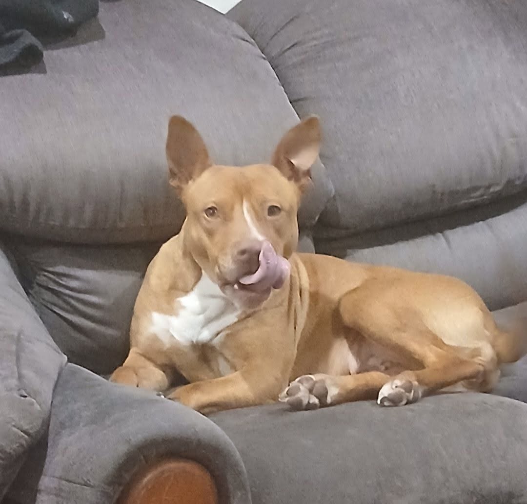 Lost dog