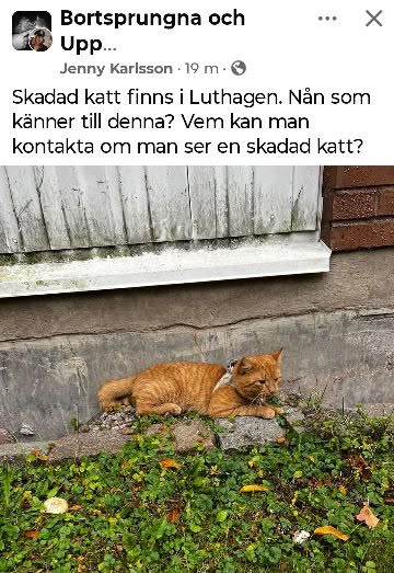 Found cat