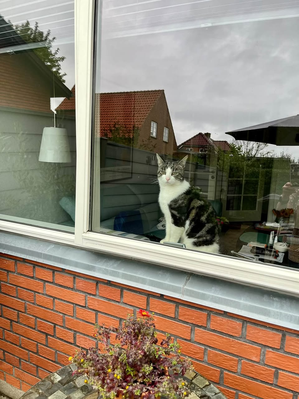 Lost cat