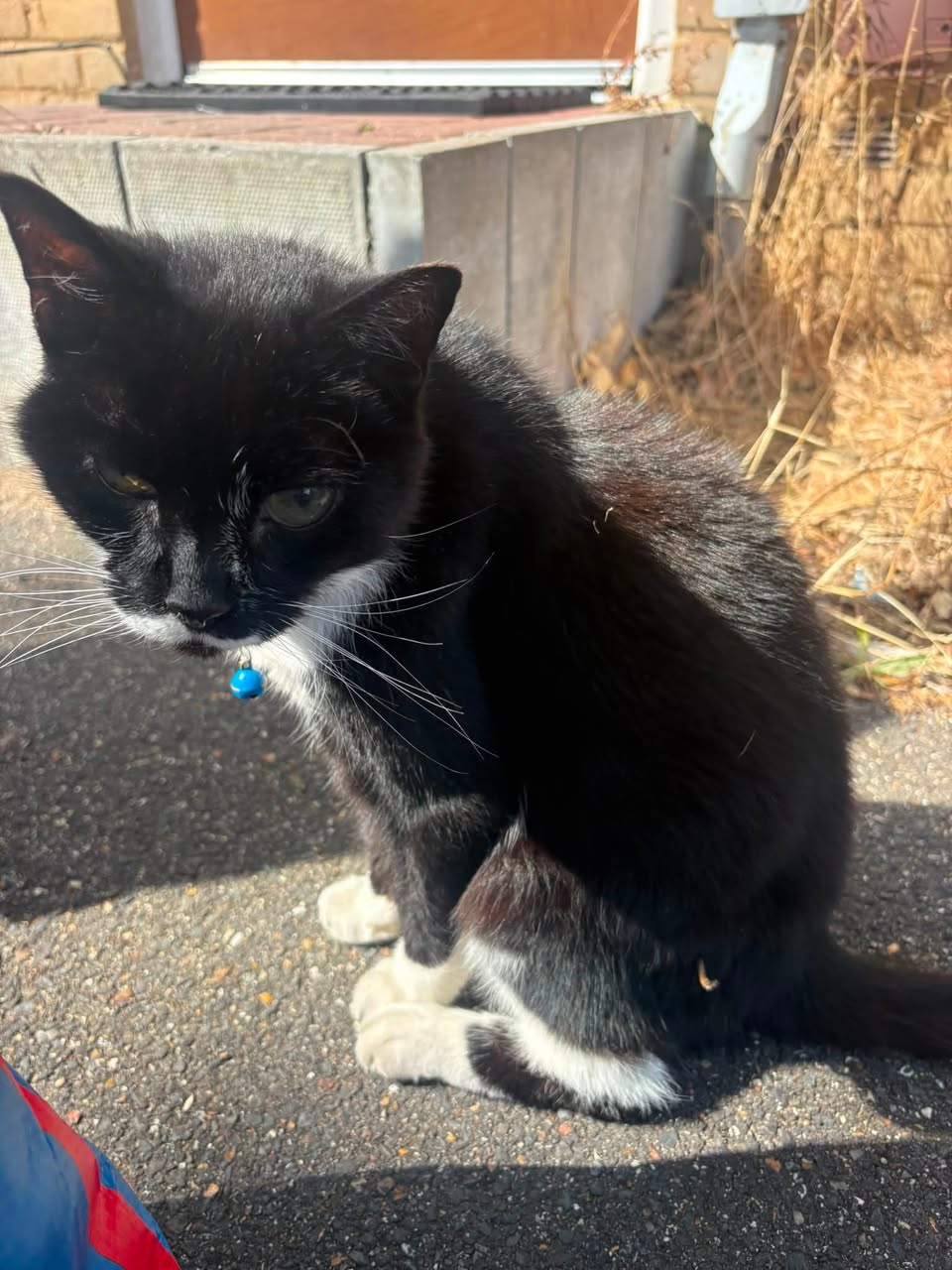 Found cat