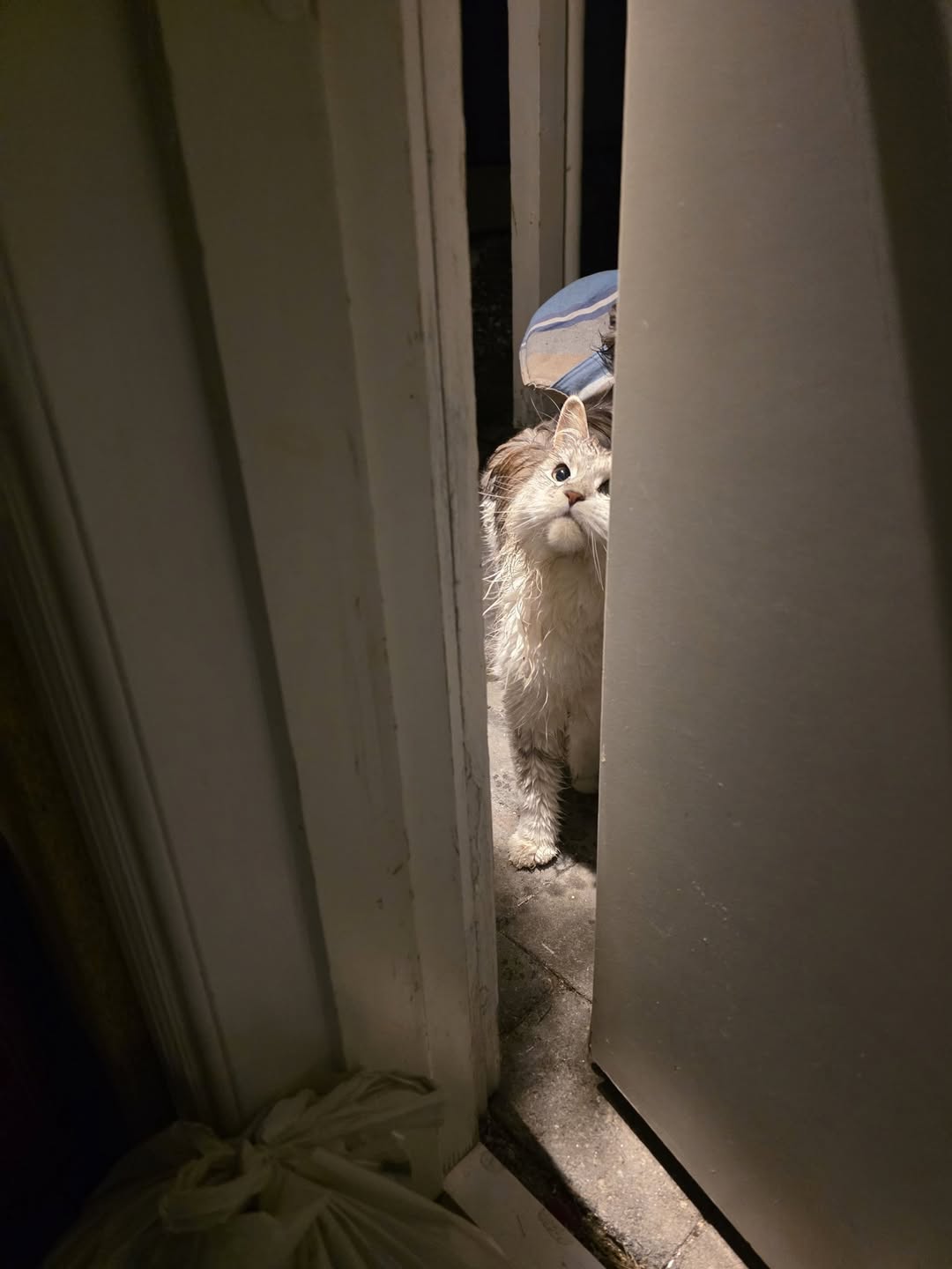 Found Cat in Tromsø