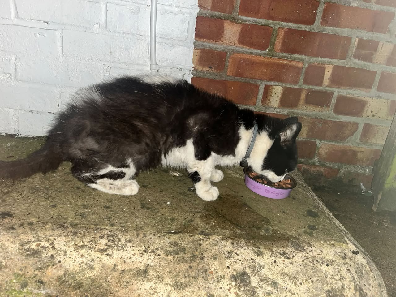 Found cat