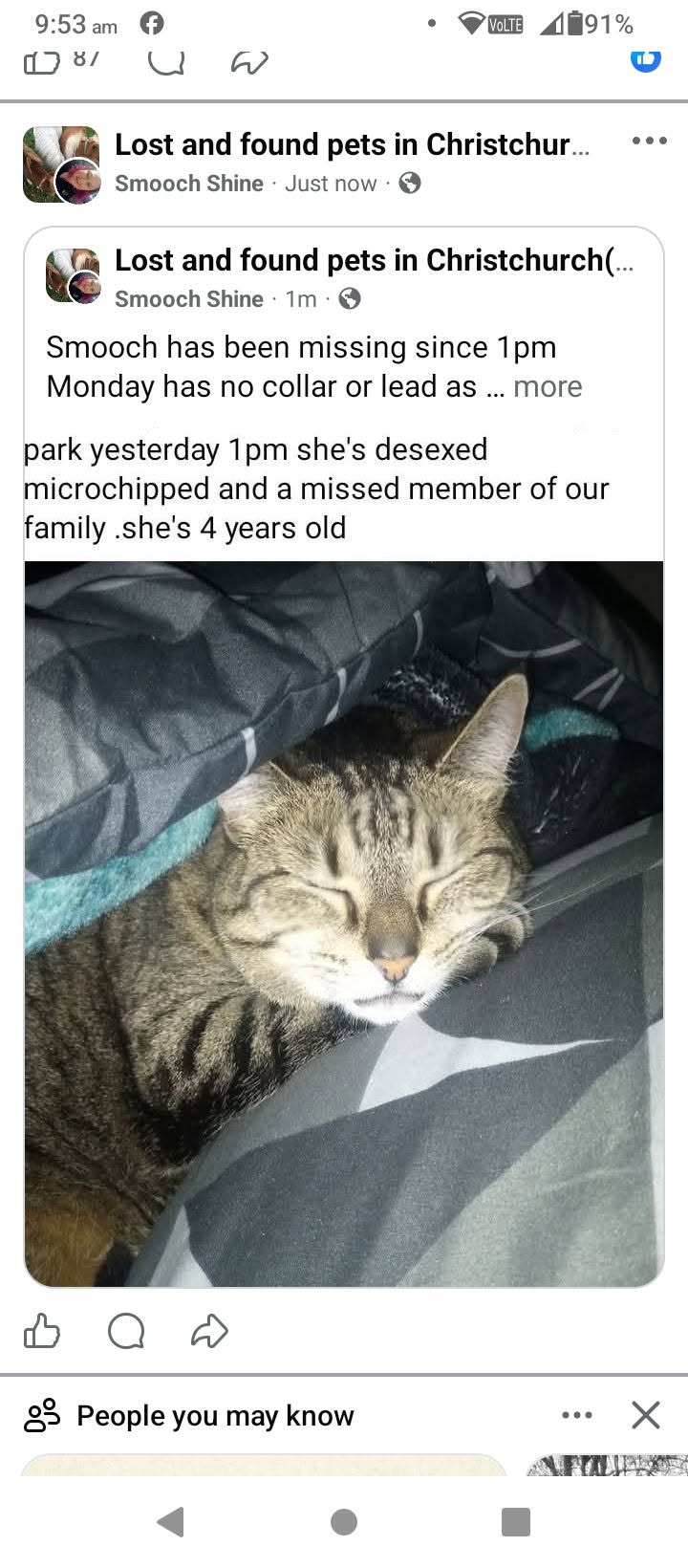 Lost cat