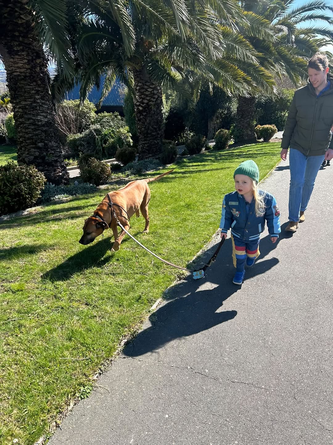 Lost dog
