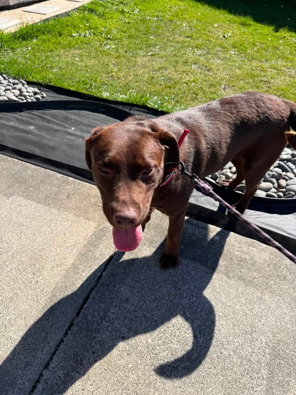 Found dog