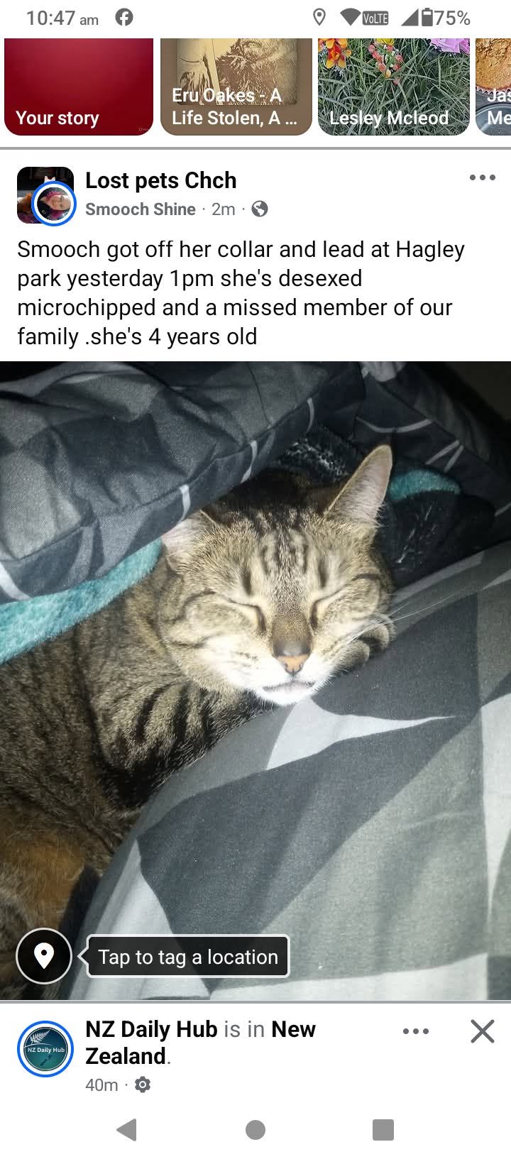 Lost cat