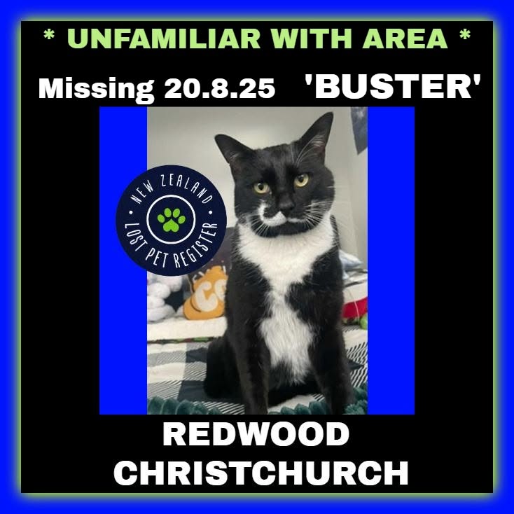 Lost cat