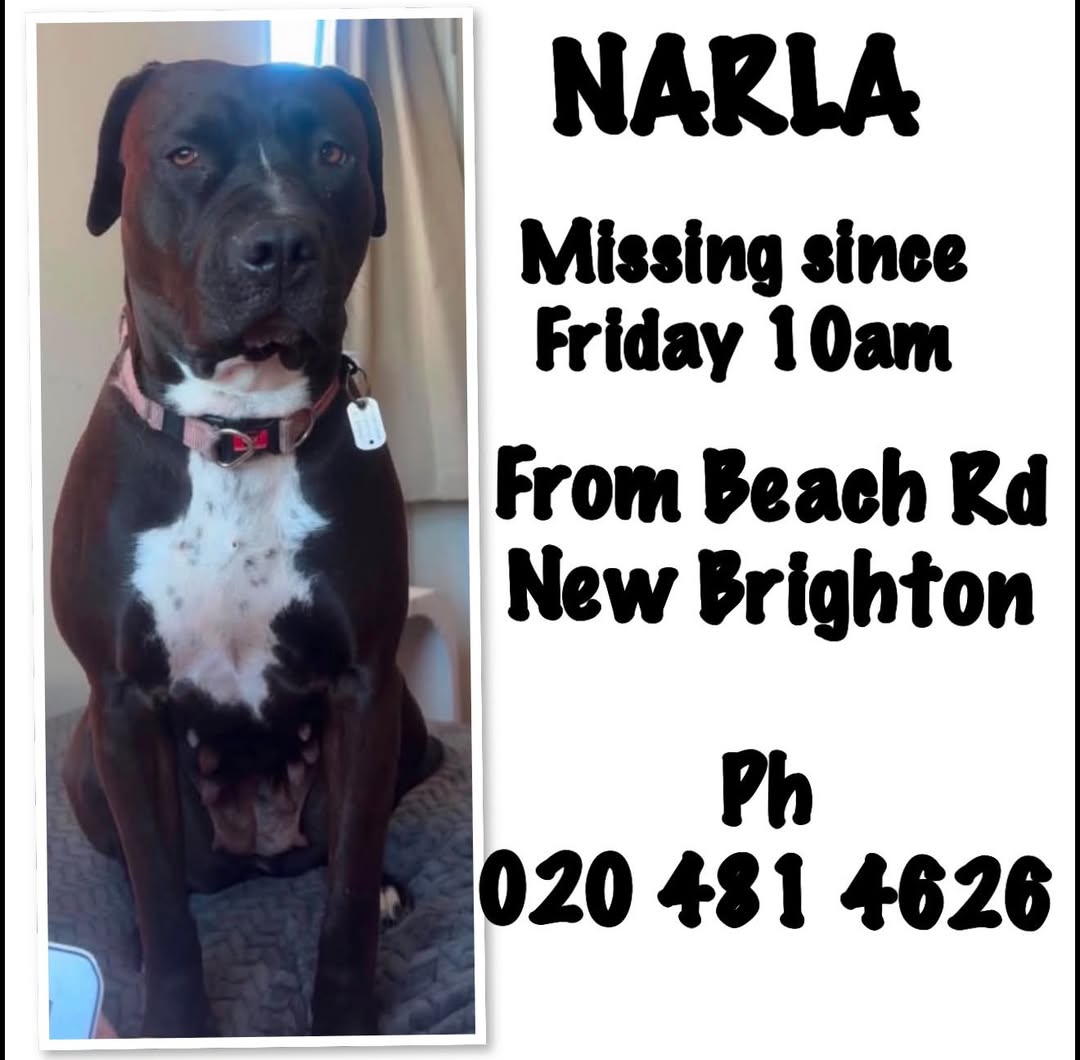Lost dog