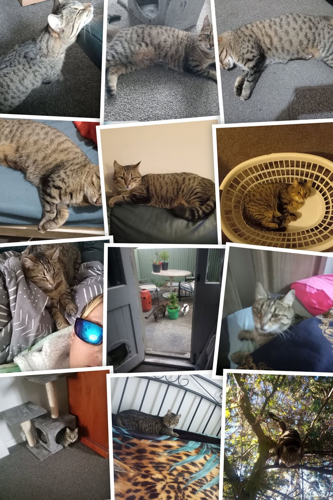 Lost cat
