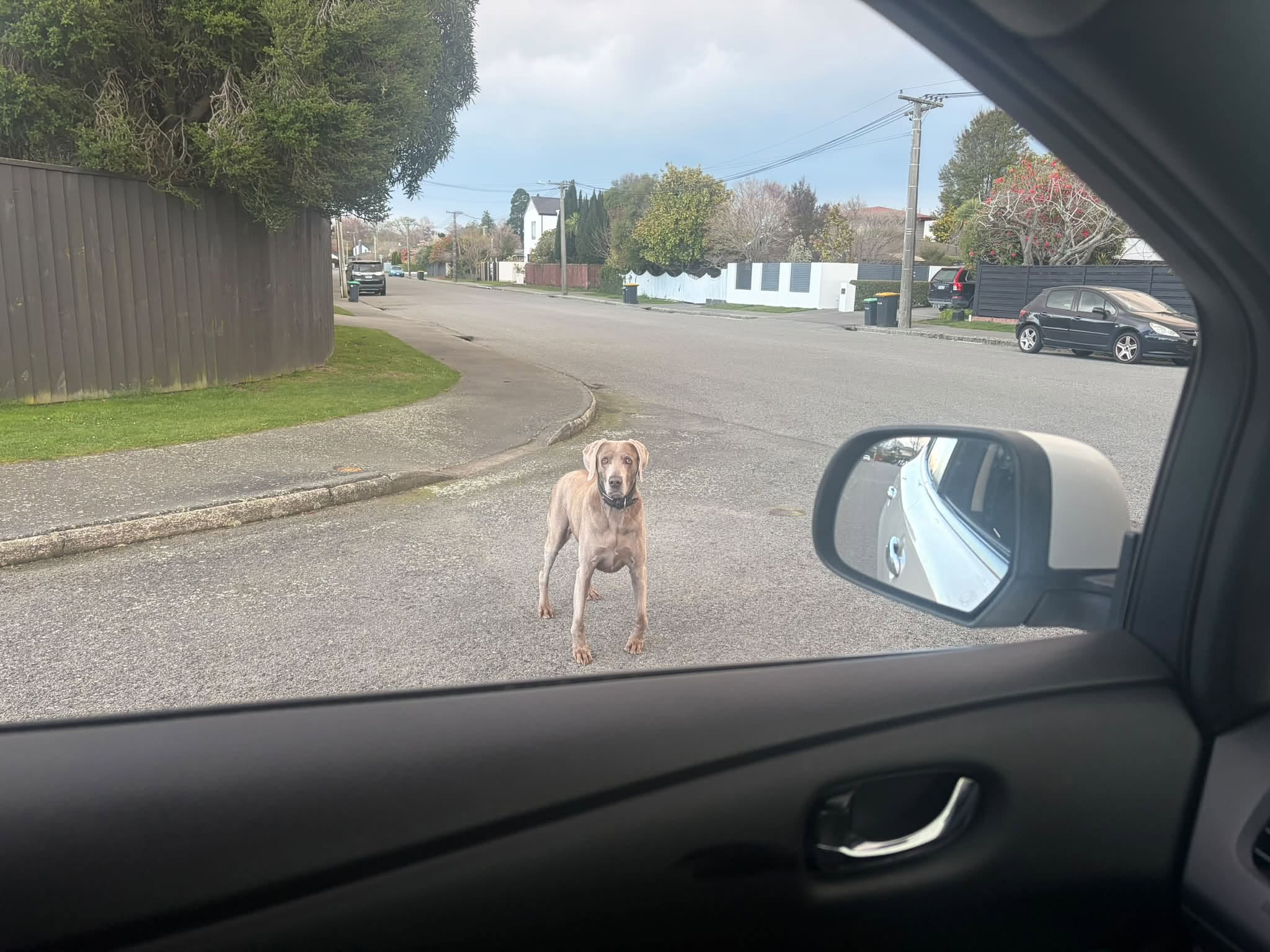 Found dog