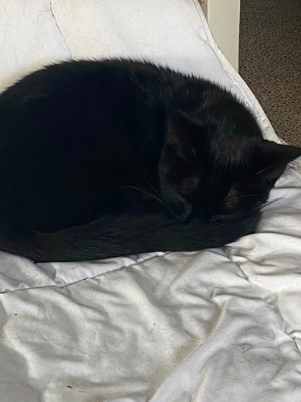 Lost cat