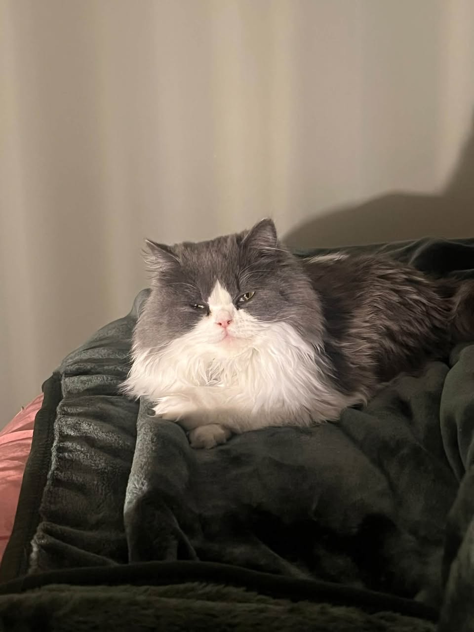 Lost cat