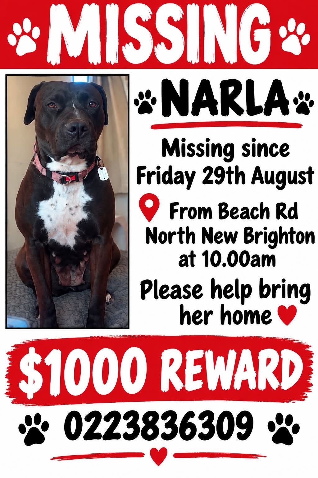 Lost dog