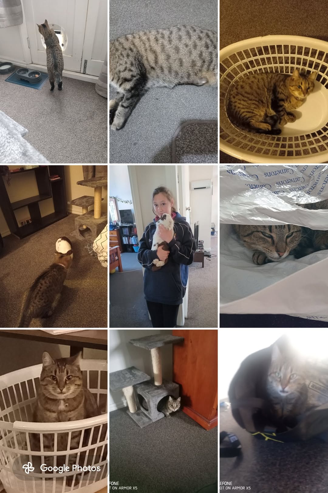 Lost cat